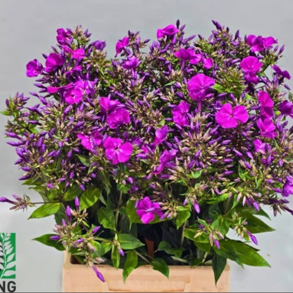 Phlox lila Gogo purple 50cm