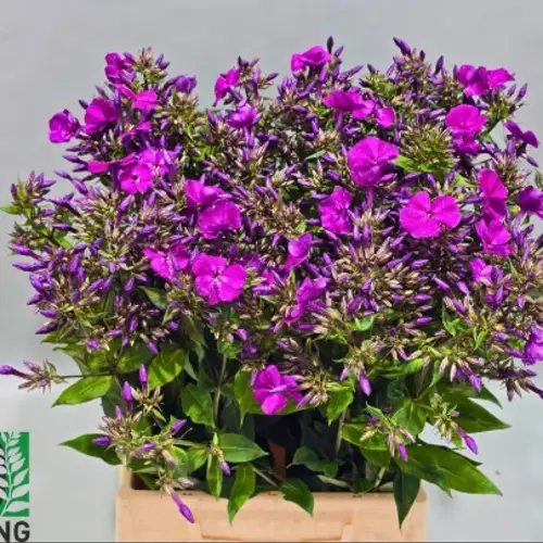Phlox lila Gogo purple 50cm