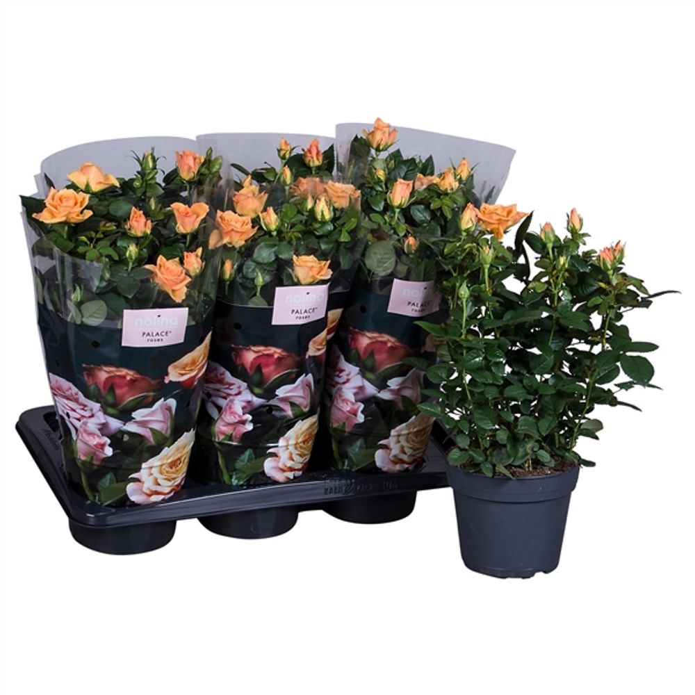 Rosa orange Palace T17 H35