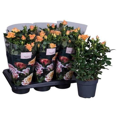 Rosa orange Palace T17 H35