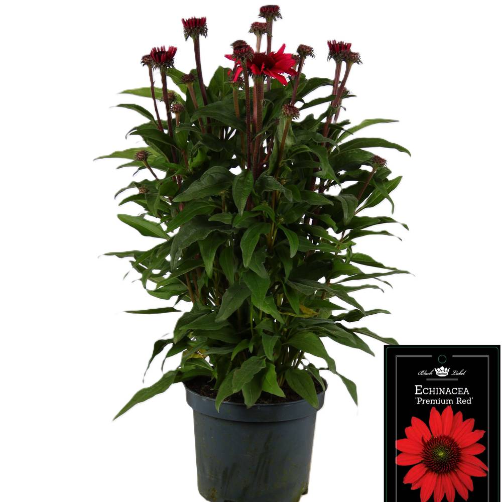 Echinacea rot T19 H040