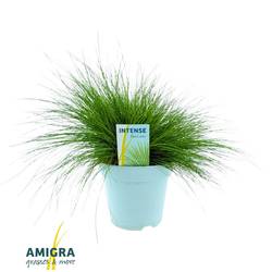 Deschampsia grün flexuosa Amilime T17 H035