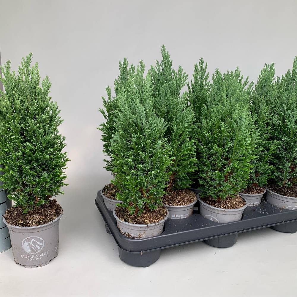 Chamaecyparis Laws. Ellgrandii T11 H035