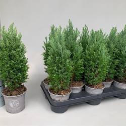 Chamaecyparis Laws. Ellgrandii T11 H035