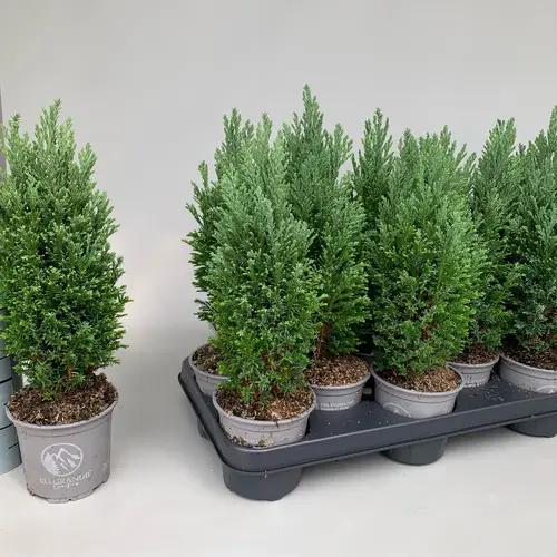 Chamaecyparis Laws. Ellgrandii T11 H035