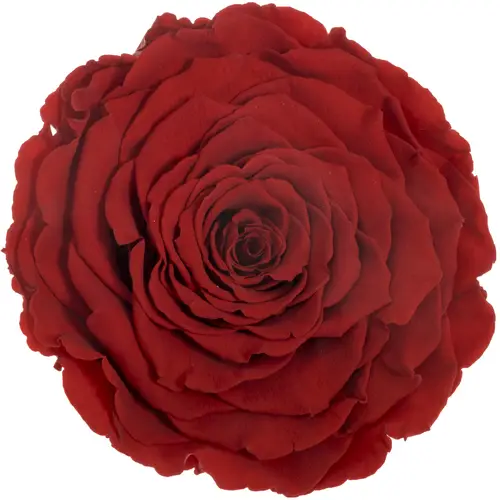 Präparierte Rose dunkel rot Red-02 XL