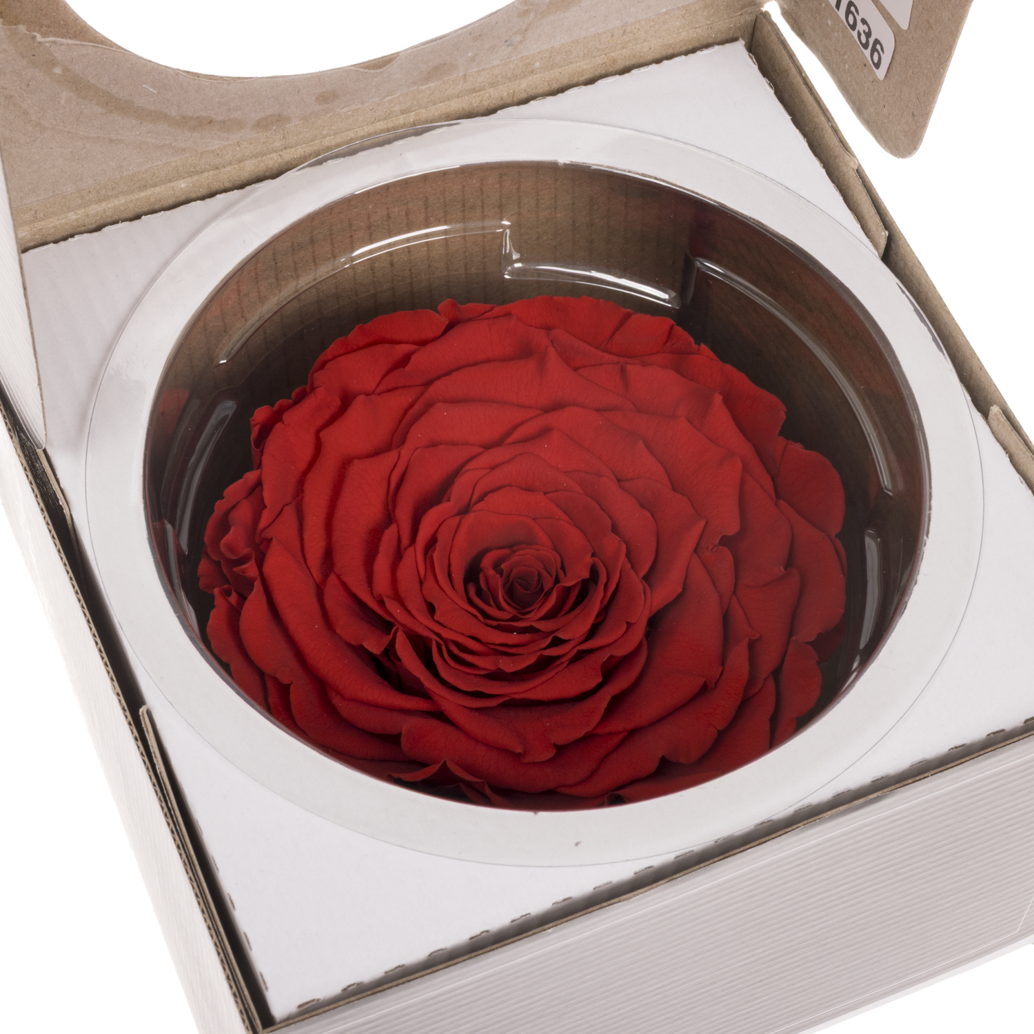 Präparierte Rose dunkel rot Red-02 XL