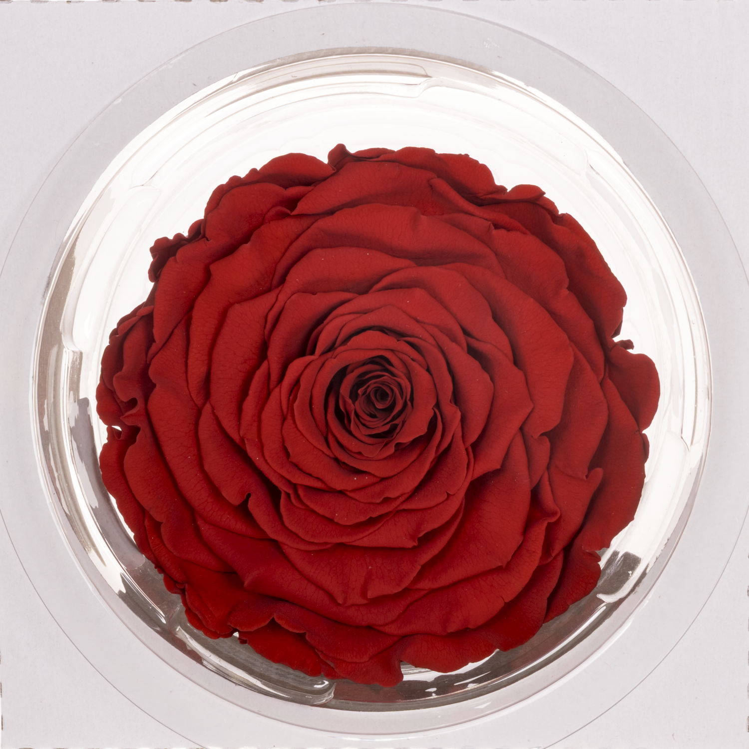 Präparierte Rose dunkel rot Red-02 XL