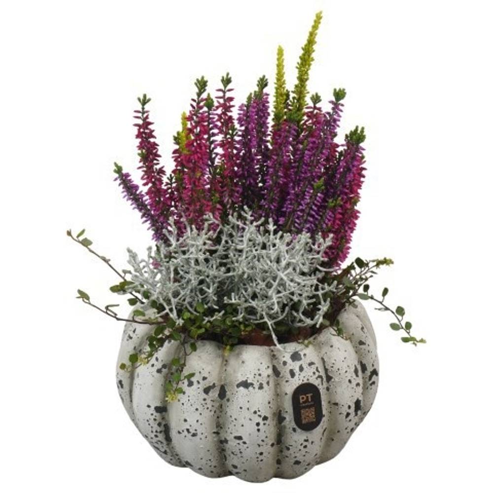 Garten.Arr PTHO7679 Herbst T17 H028