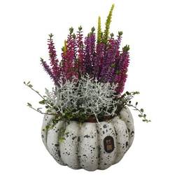 Garten.Arr PTHO7679 Herbst T17 H028