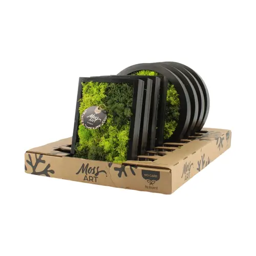 Moos.Arr mix Rechteck D24cm-Rund D27cm 90932 T27 H027