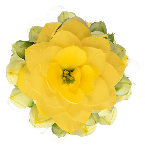 Kal.Gef. gelb Calandiva T06 H08
