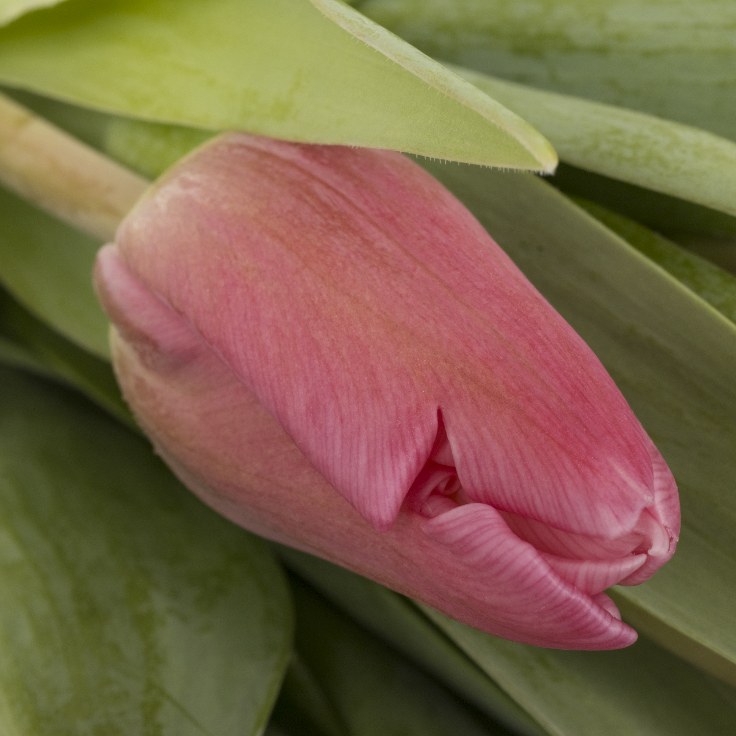 Tulpe pink Jumbo 36 Triflor Gramm