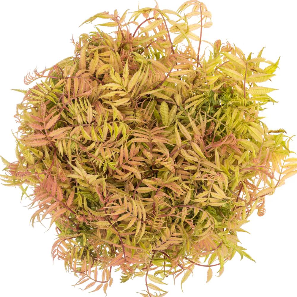 Sorbaria blatt 45cm