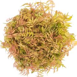 Sorbaria blatt 45cm