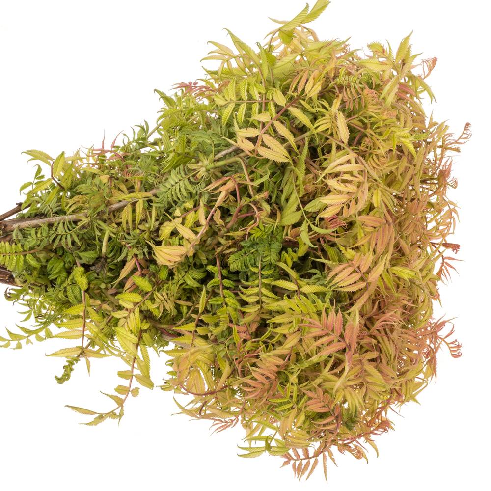Sorbaria blatt 45cm