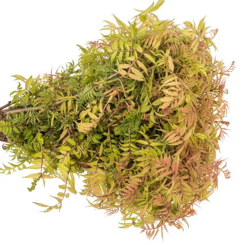 Sorbaria blatt 45cm