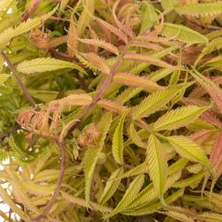 Sorbaria blatt 45cm