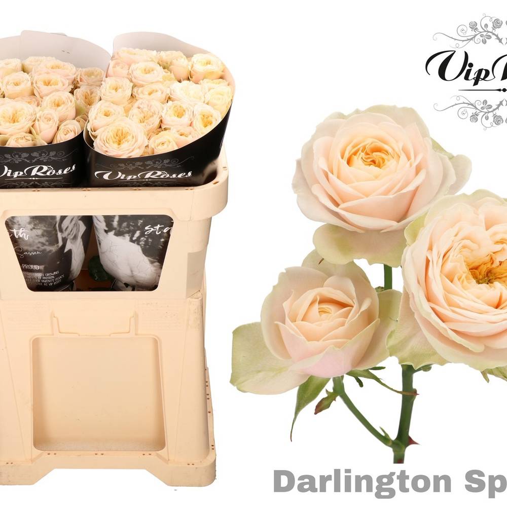 Rose verzweigt apricot Darlington 3+Blüte 70cm