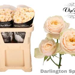 Rose verzweigt apricot Darlington 3+Blüte 70cm