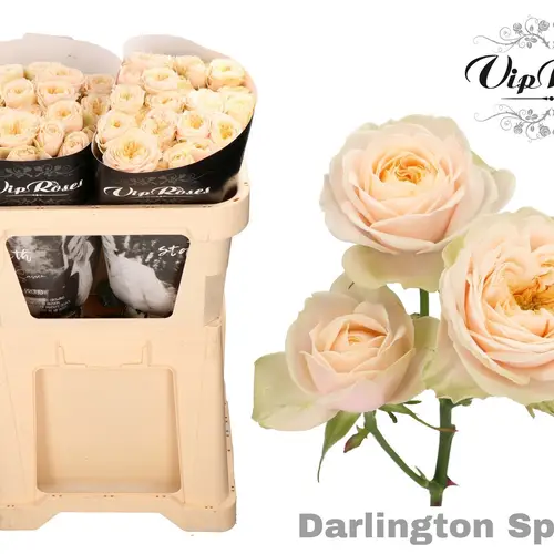 Rose verzweigt apricot Darlington 3+Blüte 70cm