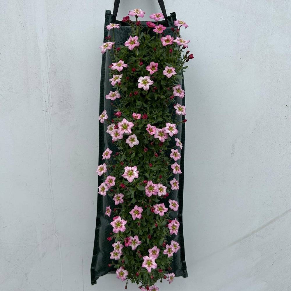 Saxifraga rosa Wandhänger