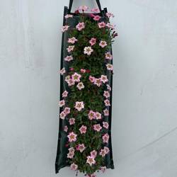 Saxifraga rosa Wandhänger