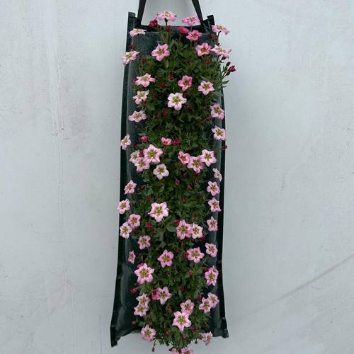 Saxifraga rosa Wandhänger