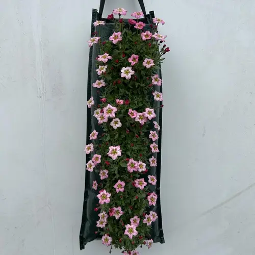 Saxifraga rosa Wandhänger