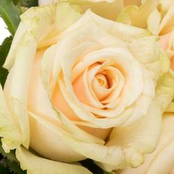 Rose creme Talea 50cm