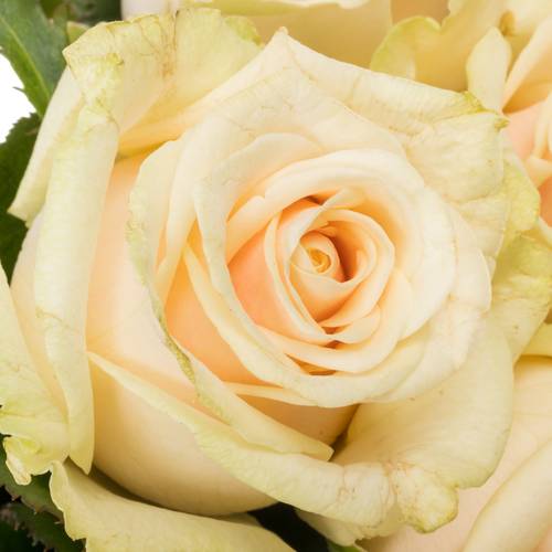 Rose creme Talea 50cm