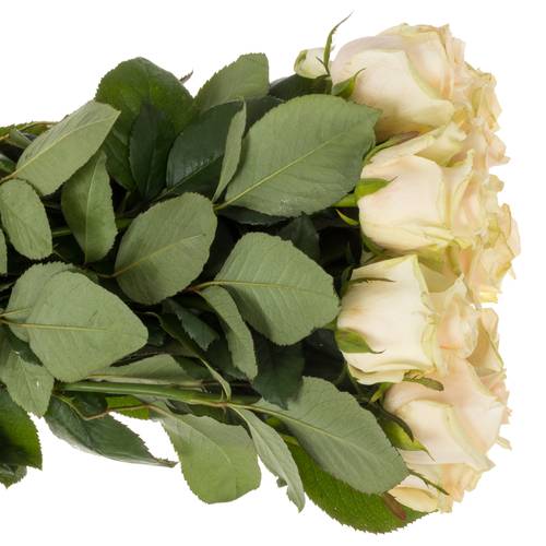 Rose creme Talea 50cm