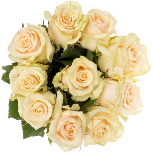 Rose creme Talea 50cm