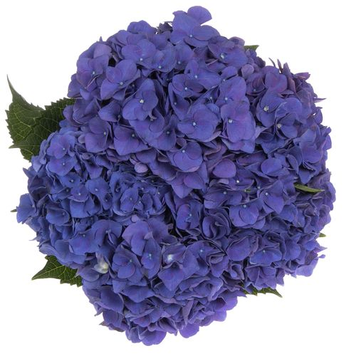 Hortensie violet Anne Bol 17cm 60cm
