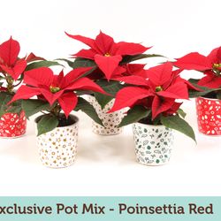 Poins.rot mini mix Exclusive Topf T06 H15