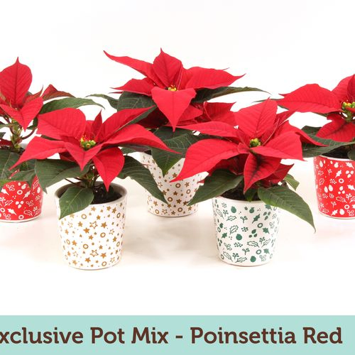 Poins.rot mini mix Exclusive Topf T06 H15