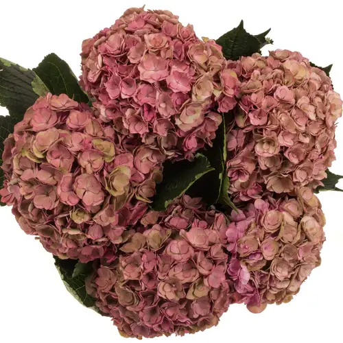 Hortensie dunkel rosa/grün Anastasia cl 20-22 Bol 18cm 80cm