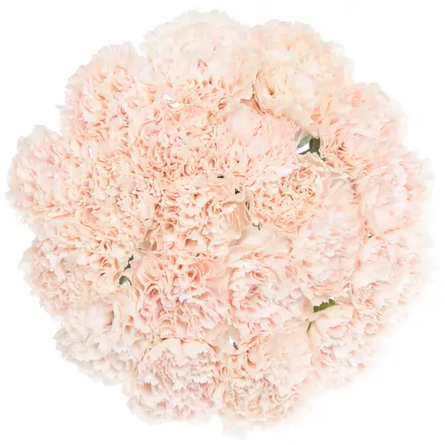 Nelke rosa Brut 60cm