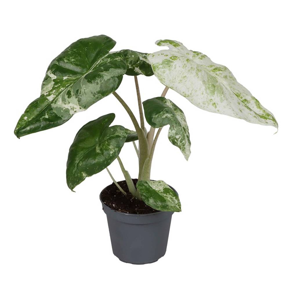 Alocasia Macrorrhiza Camouflage T06 H15