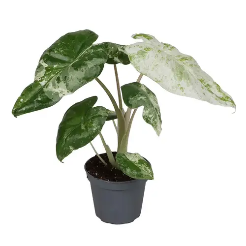 Alocasia Macrorrhiza Camouflage T06 H15