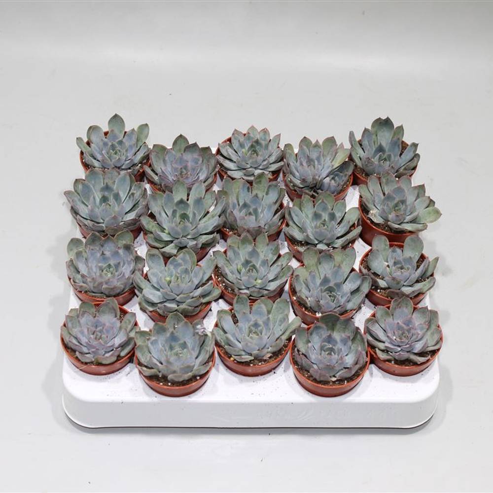Echeveria Hercu.T5 H10