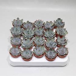 Echeveria Hercu.T5 H10