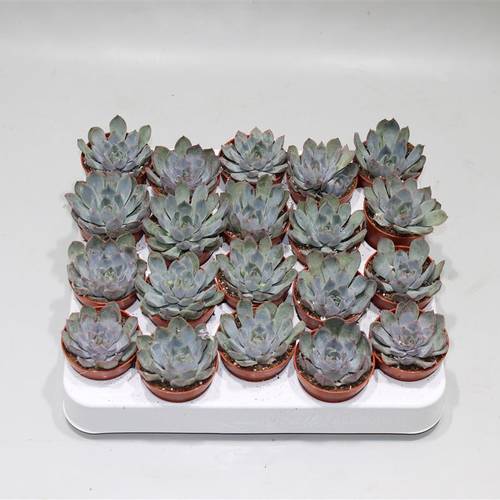 Echeveria Hercu.T5 H10