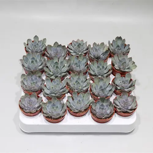 Echeveria Hercu.T5 H10