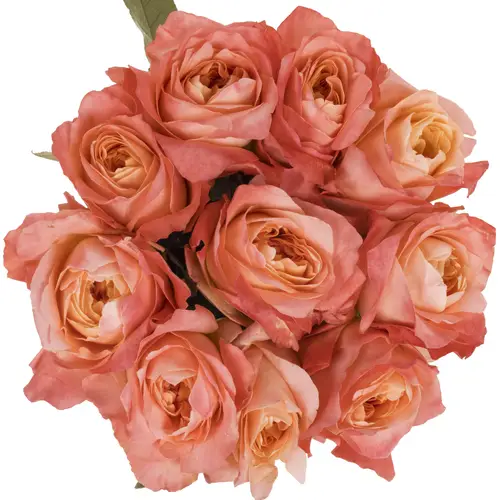 Rose orange/rosa Dragonfly (Ec) 50cm X10