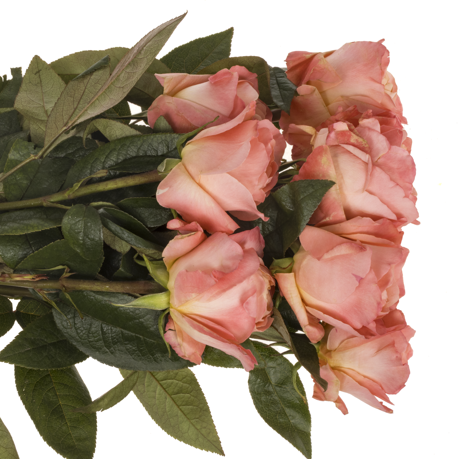 Rose orange/rosa Dragonfly (Ec) 50cm X10