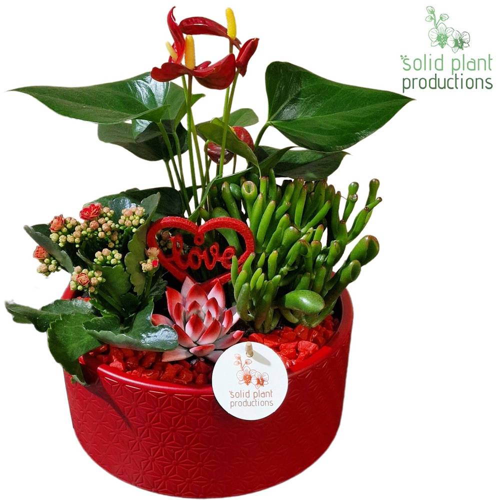 Anth.Arr Stella AE004 RV T22 H042