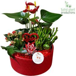 Anth.Arr Stella AE004 RV T22 H042