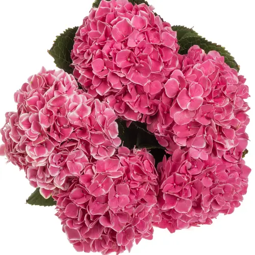 Hortensie rosa/weiss Linn Bol 15cm 60cm