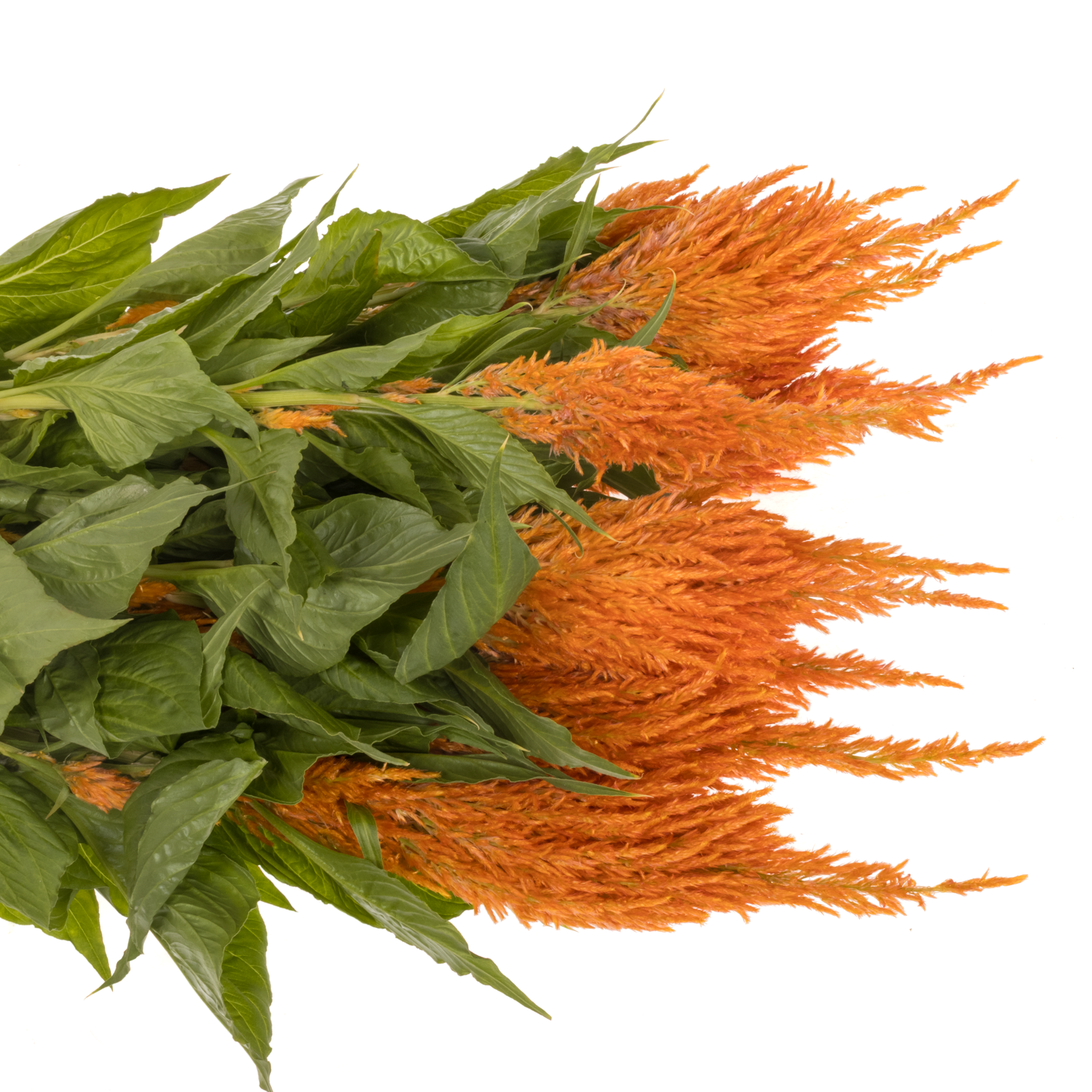 Celosia orange apricot brandy 65cm